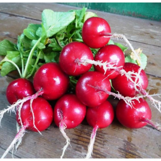 Редис Ранний красный, 5гр (фасовка)