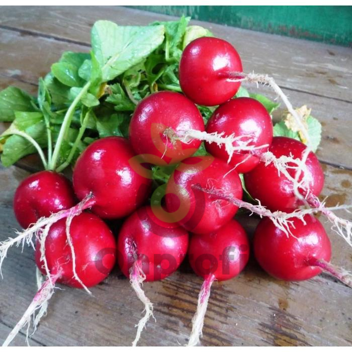 Редис Ранний красный, 5гр (фасовка)