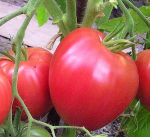 Томат Сердце Алтая, 0,5гр (фасовка)