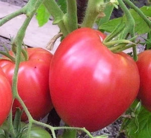Томат Сердце Алтая, 0,5гр (фасовка)