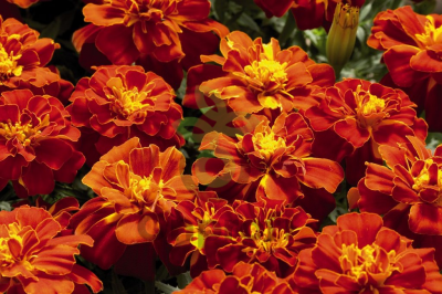 (п.ф.) Бархатцы Дюранго Ред, 1000 шт (№3-23)