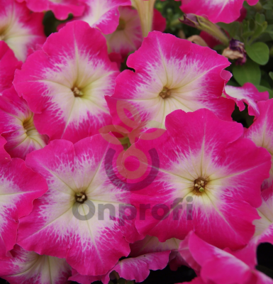 (п.ф.) Петуния Лимбо Джи Пи Салмон Морн, 100 шт (№9-4-112) Поиск