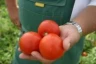 Томат Дриада F1