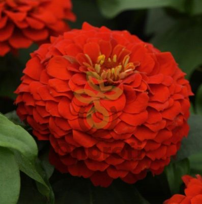 (п.ф.) Циния Зести Скарлет, 100 шт (№6-70)