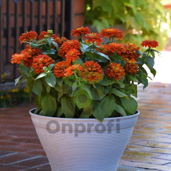 (п.ф.) Циния Зести Скарлет, 100 шт (№6-70)