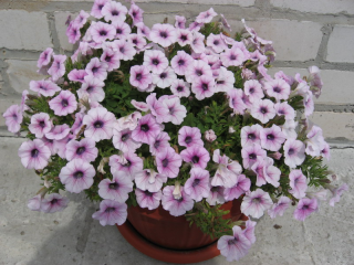 (п.ф.) Петуния Шок Вейв Пинк Вейн F1,