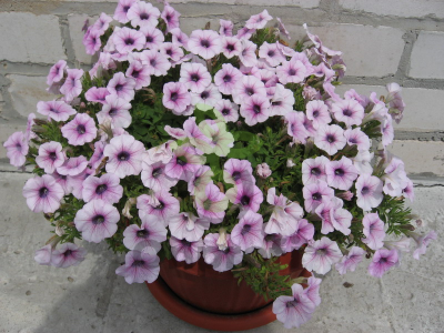 (п.ф.) Петуния Шок Вейв Пинк Вейн F1,