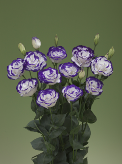 (п.ф.) Эустома Арена III Парпл Пикоти F1, 100 драже (№12-35)