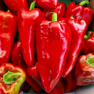 Перец Каптур F1,