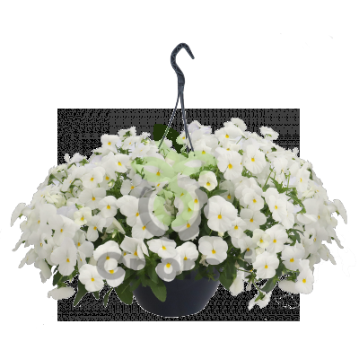 (п.ф.) Виола ампельная Хайфлайер F1 Вайт,