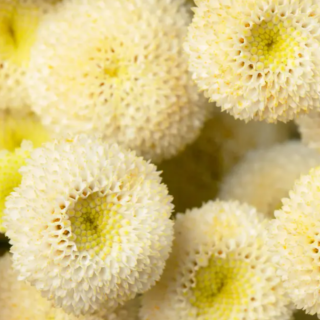 (п.ф.) Пиретрум Лима F1,