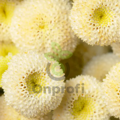 (п.ф.) Пиретрум Лима F1,