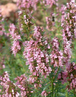 Иссоп Лекарственный розовый, 0,5гр (фасовка)