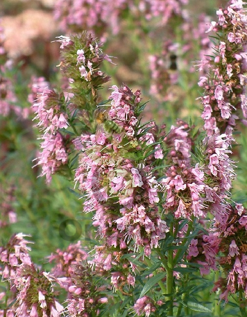 Иссоп Лекарственный розовый, 0,5гр (фасовка)