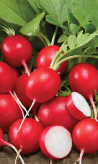 Редис Ризенбуттер, 5гр (фасовка)