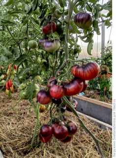 Томат Сибирский тигр розовый, 0,5гр (фасовка)