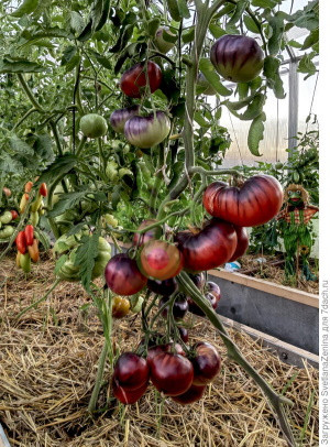 Томат Сибирский тигр розовый, 0,5гр (фасовка)