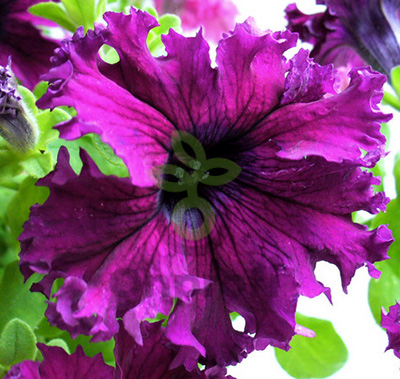 (п.ф.) Петуния Эспрессо Фраппе Руби, 100 шт (№9-2-18)