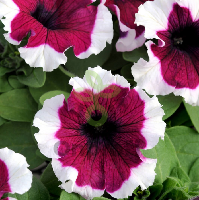 (п.ф.) Петуния Дримс Бургунди Пикоти F1,