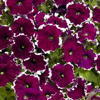 (п.ф.) Петуния Дримс Бургунди Пикоти F1,
