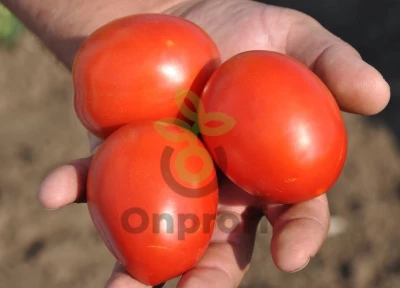 Томат Рио Волга, 5шт (фасовка)