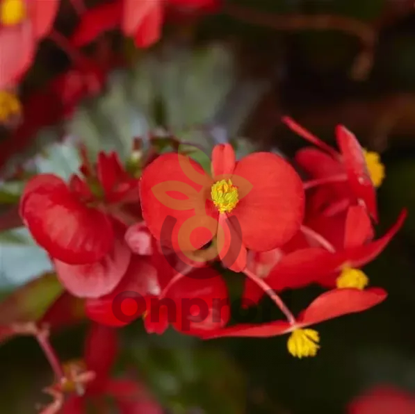 (п.ф.) Бегония Хула Ред, 100 драже (№6-250)