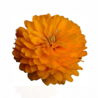 (п.ф.) Циния Дабл Захара Брайт Оранж F1, 500 шт  (№6-428)