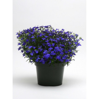 (п.ф.) Лобелия Ривьера Миднайт Блю, 100 мультидраже (№6-636)