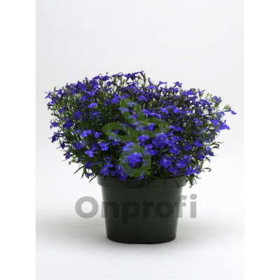 (п.ф.) Лобелия Ривьера Миднайт Блю, 100 мультидраже (№6-636)
