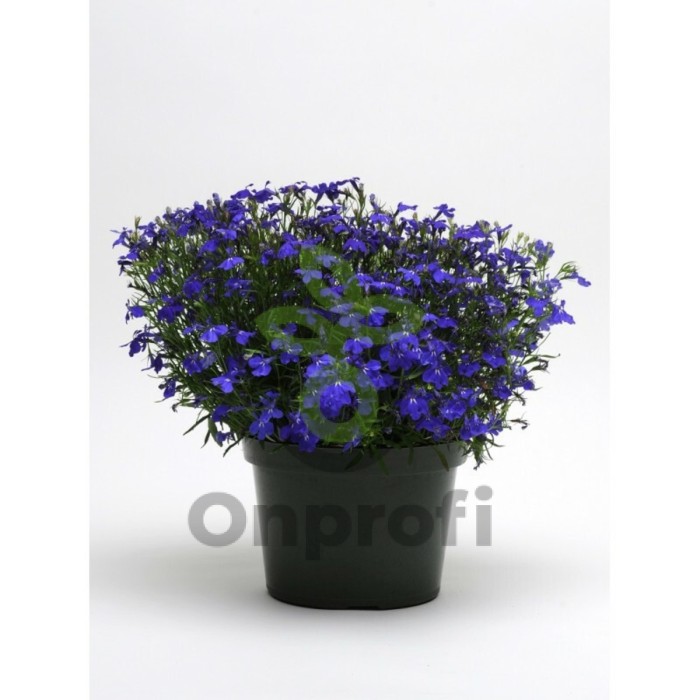 (п.ф.) Лобелия Ривьера Миднайт Блю, 100 мультидраже (№6-636)