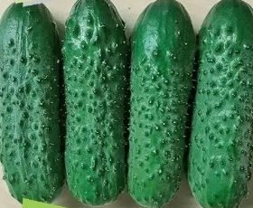 Огурец Брандино F1,