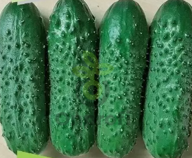 Огурец Брандино F1,