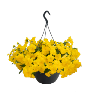 (п.ф.) Виола ампельная Хайфлайер F1 Еллоу,