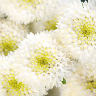 (п.ф.) Пиретрум Рио F1,