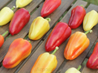 Перец Нестор,