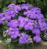 (п.ф.) Агератум Алоха Блю,