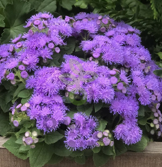 (п.ф.) Агератум Алоха Блю,