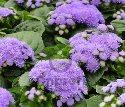 (п.ф.) Агератум Алоха Блю,