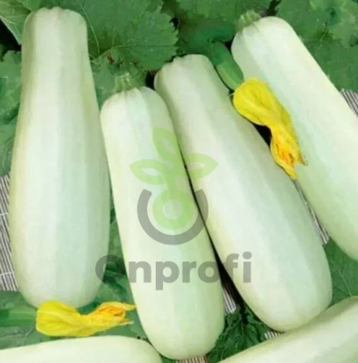 Кабачок Белоплодные, 5гр (фасовка)