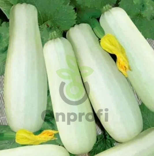 Кабачок Белоплодные, 5гр (фасовка)