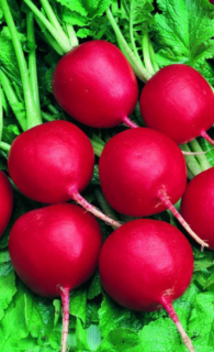 Редис Рубин, 5гр (фасовка)