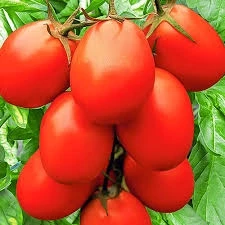 Томат Сибирское чудо, 0,5гр (фасовка)