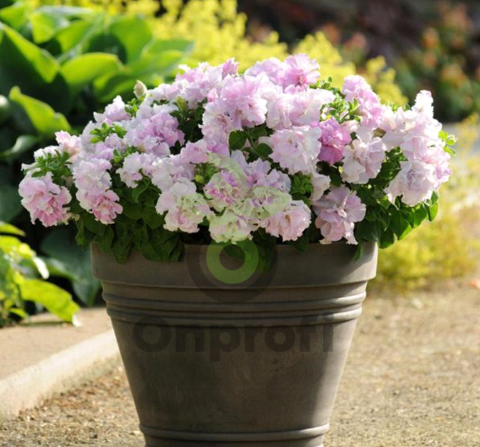 (п.ф.) Петуния Дабл Каскад Орхид Мист F1,