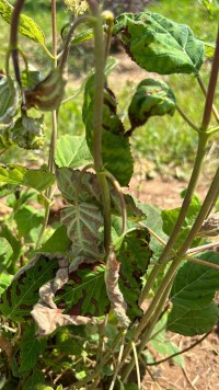 Ожог на гортензии