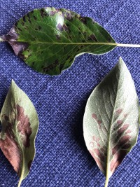 Ожог на груше