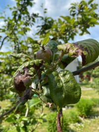 Ожог на яблоне