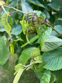 Ожог на черешне