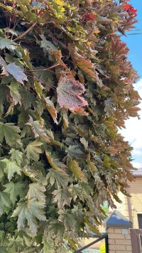 Ожог на клене