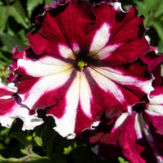 (п.ф.) Петуния Кан Кан Арлекин Черри Роуз,