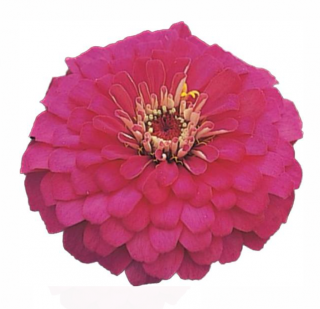 (п.ф.) Циния Дримленд Роуз F1,